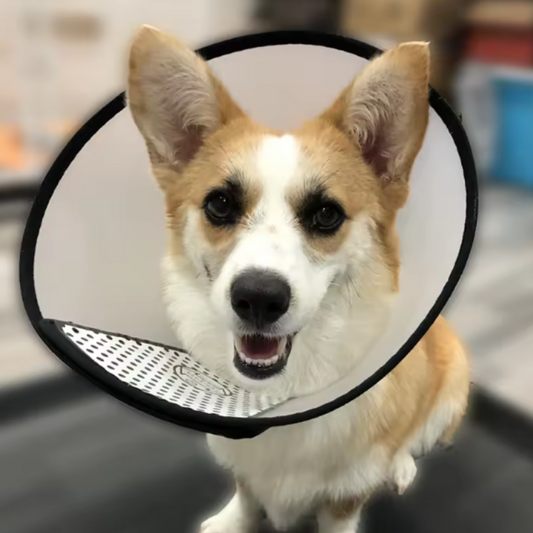 Small dog elizabethan collar