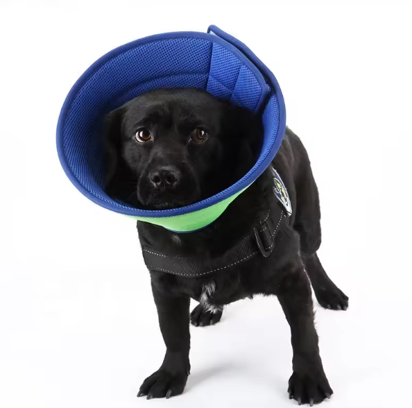 Dog protective collar