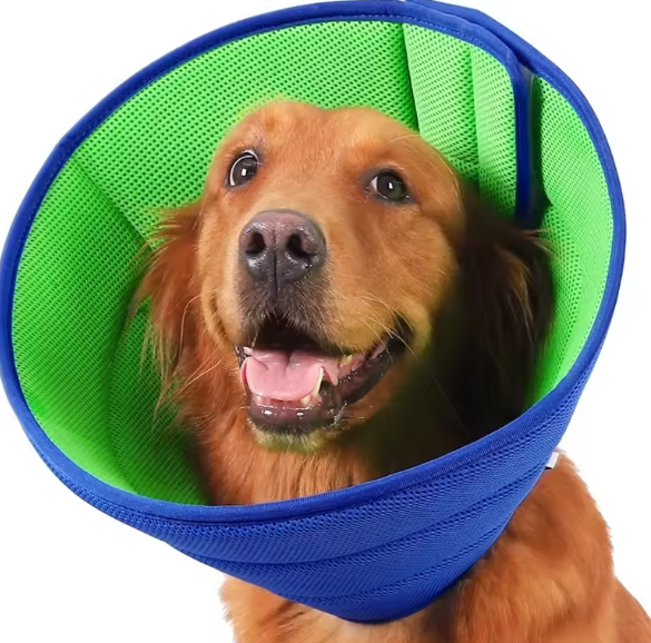 Dog protective collar