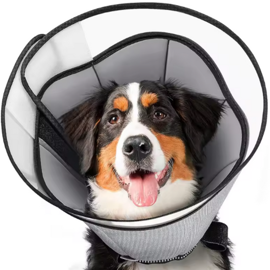 Dog recovery collar