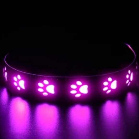 XS light up dog collar