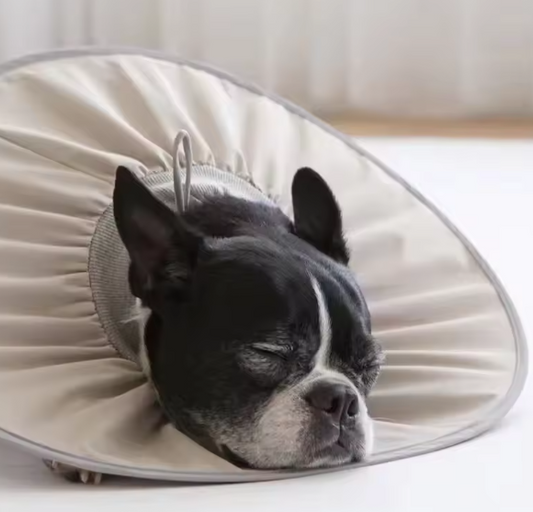 Dog wound collar